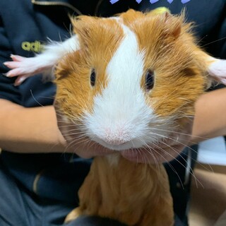 モルモット里親募集