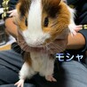 モルモット里親募集 サムネイル7