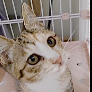 とても甘え子で賢くて優雅な美少女.島P姫