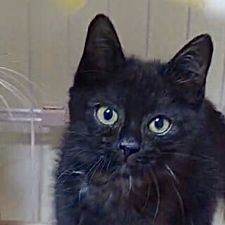 黒に少々白色の人が大好きな甘えん坊.島Q君