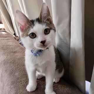 元気ハツラツ♪５兄妹　かんくん