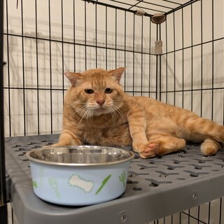 ふてぶてしさが可愛い！［ちゃいろちゃん］