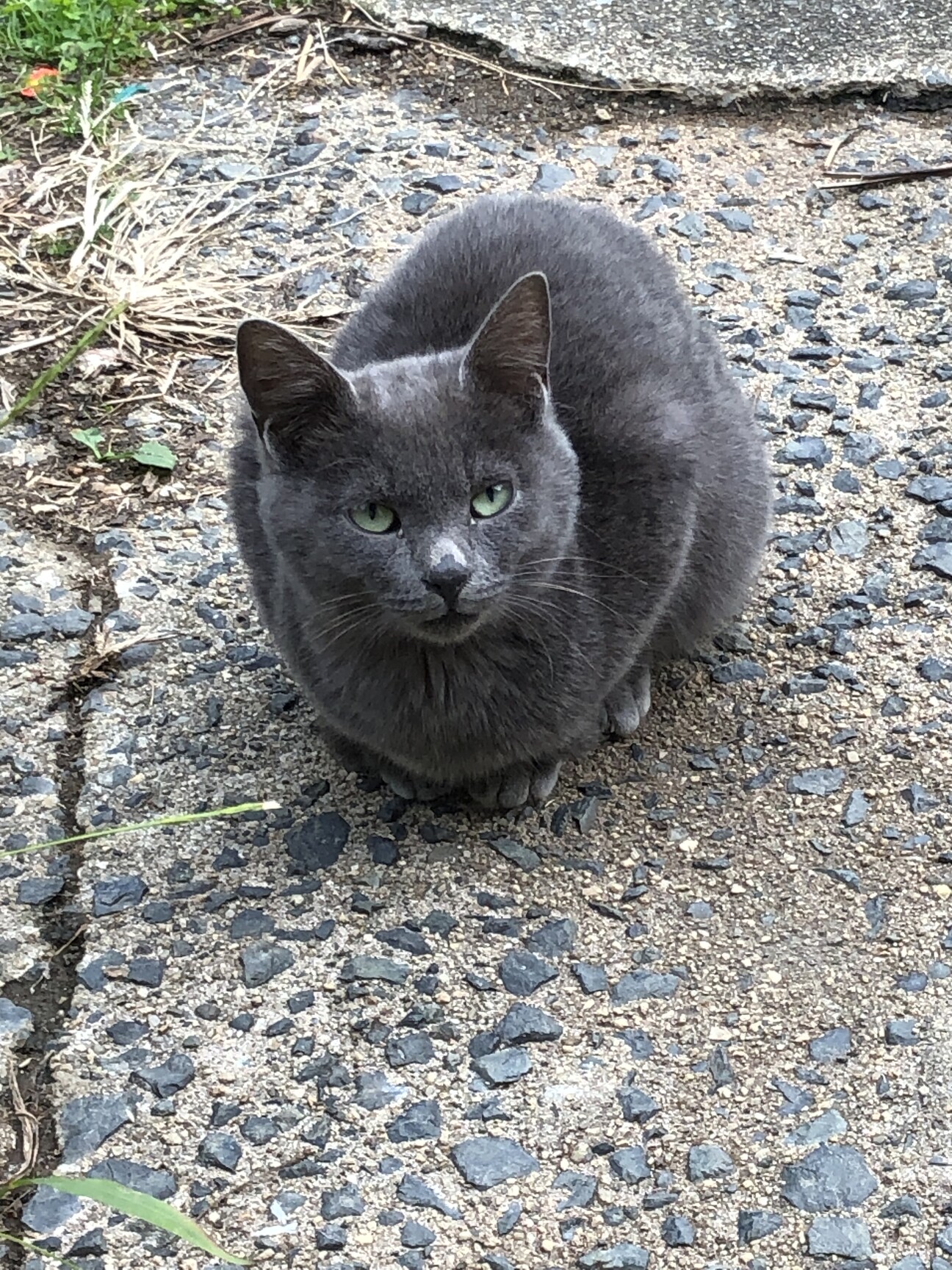 みどりくん 地域猫① ロ」福島県 - 猫の里親募集(529744) :: ペット