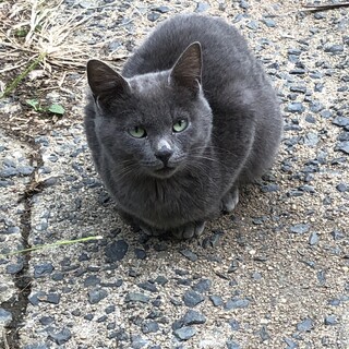 みどりくん　地域猫① ロシアンブルーもどきです。