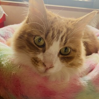 甘えん坊な茶白の長毛チョウくん