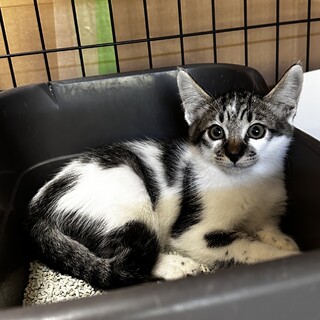 十五夜きょうだい✳︎もち✳︎