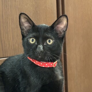 11.9武蔵村山譲渡会に参加します　クロミちゃん