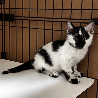 十五夜きょうだい✳︎すす✳︎