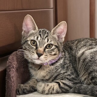 11.9武蔵村山譲渡会へ参加します　サミー君