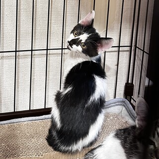 十五夜きょうだい✳︎ゆら✳︎