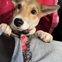 板垣君によく似ているつぶらな瞳の仔犬
