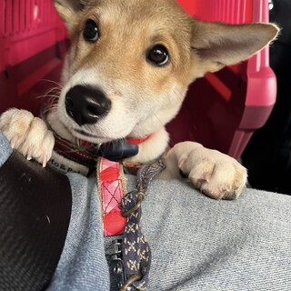 板垣君によく似ているつぶらな瞳の仔犬