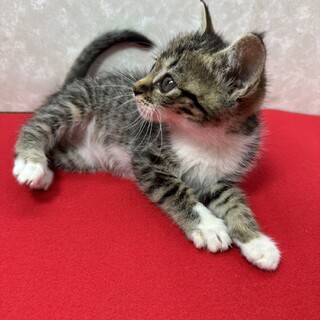 g̖łIZllꂵĂĊÂq|G