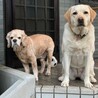 左の犬ちゃんは今は天国
