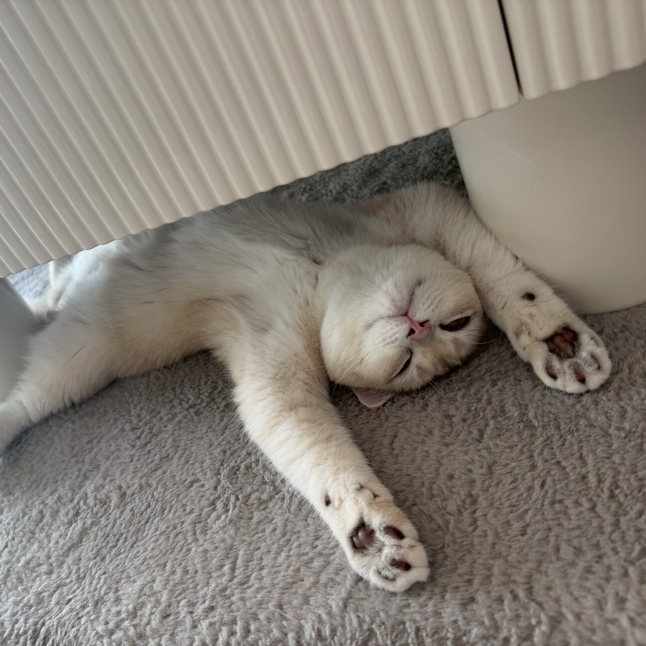 毎日元気で超甘えん坊な子猫のらいち君 サムネイル1