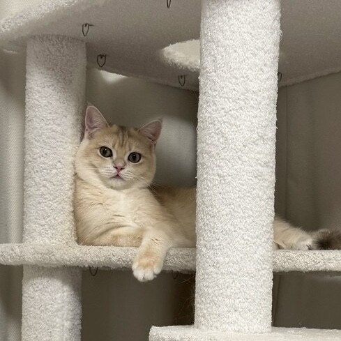 毎日元気で超甘えん坊な子猫のらいち君 サムネイル2