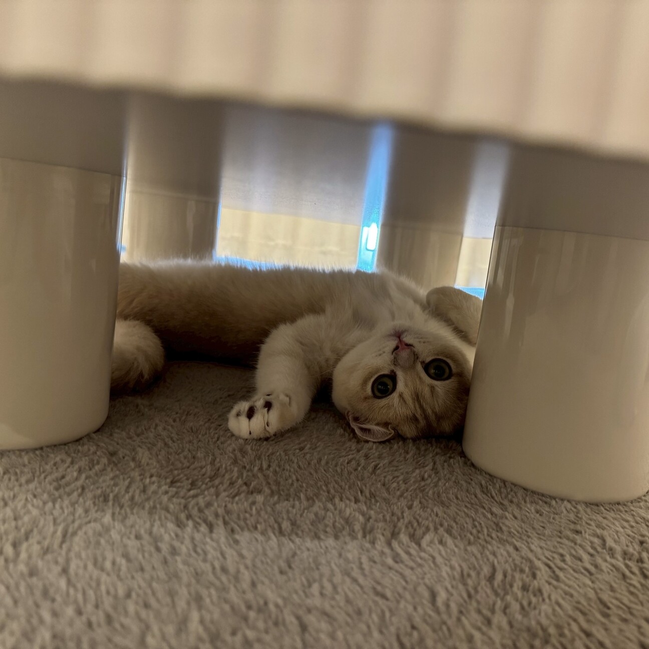 毎日元気で超甘えん坊な子猫のらいち君 サムネイル3