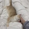 毎日元気で超甘えん坊な子猫のらいち君 サムネイル4