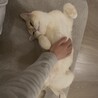 毎日元気で超甘えん坊な子猫のらいち君 サムネイル5