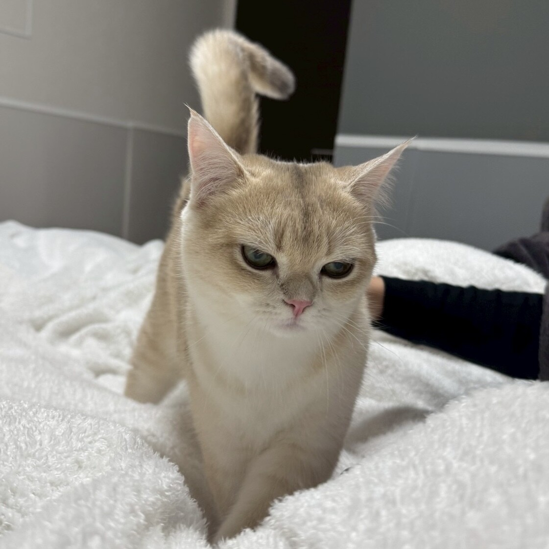 毎日元気で超甘えん坊な子猫のらいち君 サムネイル6