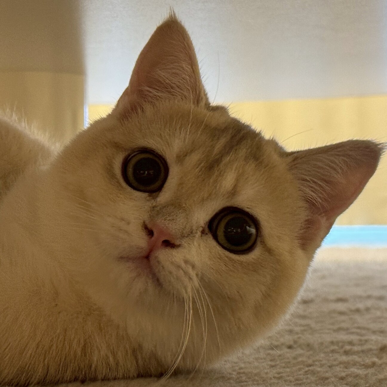 毎日元気で超甘えん坊な子猫のらいち君 サムネイル7