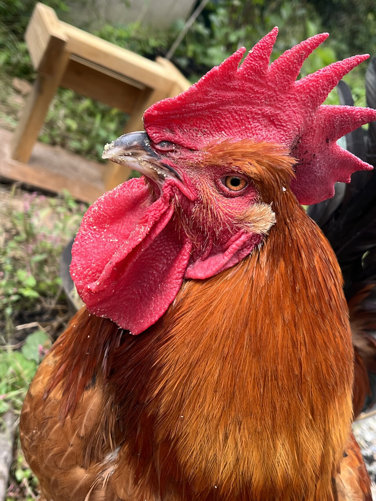 ニワトリ 鶏 天草大王」和歌山県 - 鳥の里親募集(529763) :: ペットの