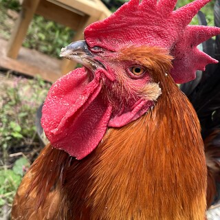 ニワトリ　鶏　天草大王