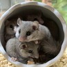 まぐろのゆうしゃ