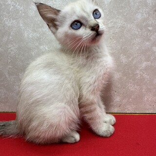 青い目のシャムMIX！何時も一緒にいたい❤たまみ