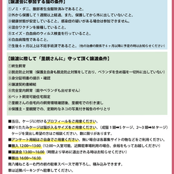 ねこうらら 保護猫譲渡会 サムネイル2