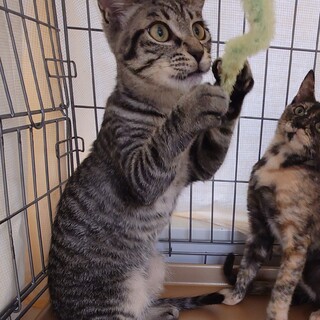 もあ　　おうちの中を探検　探検