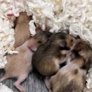 ゴールデンハムスター赤ちゃん