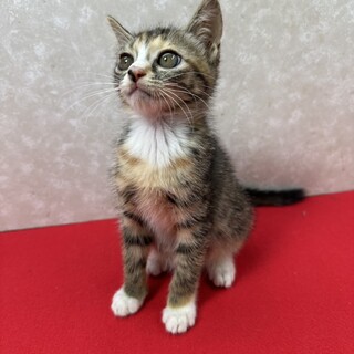 麦わらソックス！とても穏やかで可愛い～❤花ちゃん