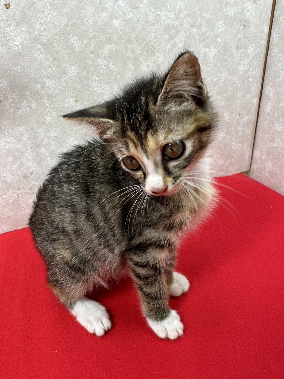 麦わらソックス！とても穏」東京都 - 猫の里親募集(529769) 6枚目の