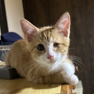 目の障害にも負けない元気いっぱい「まもる」くん