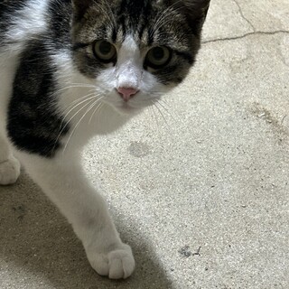 サバトラのハチワレちゃん