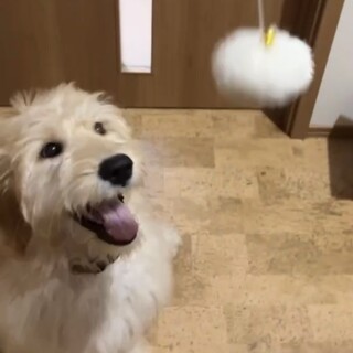 ゴールデンドゥードルの女の子「リル」