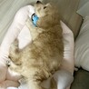 ゴールデンドゥードルの女の子「リル」 サムネイル5
