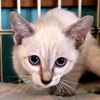 11/9荒川区荒川公園参加 四音(しおん)