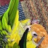 しろくくもこさん