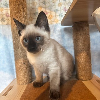 チャームポイントはボブテール♡ぐりくん