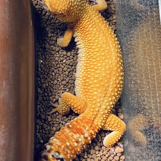 レオパ（メス）ス－パ－ハイポタンジェリン