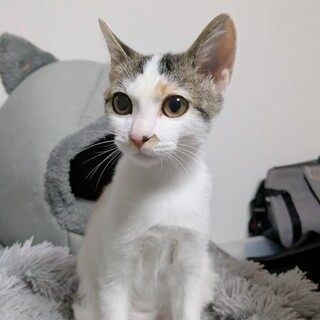 遊ぶの大好き❤︎人も大好き♡エルちゃん