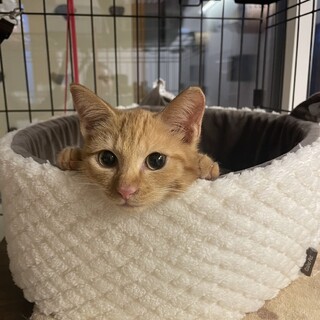 人も猫も大好き❤︎人見知りゼロ♡キムチくん