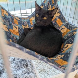 in江南市☆子猫がいっぱい☆猫達をオウチに迎えよう2025年11月9日（日）ちーむにゃいんず サムネイル2