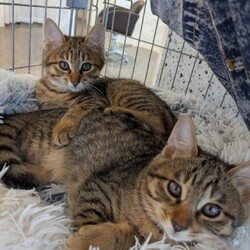 in江南市☆子猫がいっぱい☆猫達をオウチに迎えよう2025年11月9日（日）ちーむにゃいんず サムネイル3