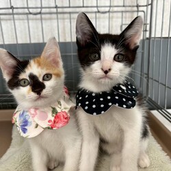 in名古屋市☆子猫もいっぱい☆猫達をオウチに迎えよう2025年11月9日（日）ちーむにゃいんず