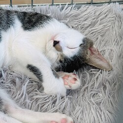 in名古屋市☆子猫もいっぱい☆猫達をオウチに迎えよう2025年11月9日（日）ちーむにゃいんず サムネイル3