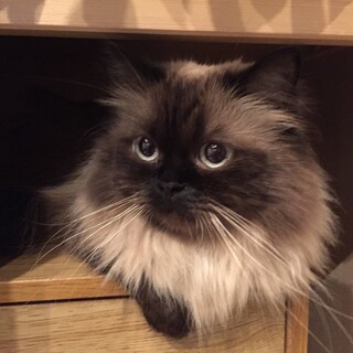 好奇心大勢なツンデレ短足猫のうめちゃん