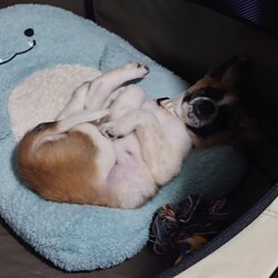 ビビりぼんちゃん